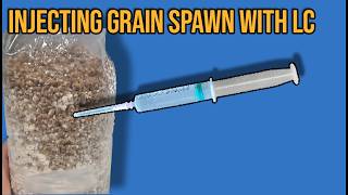 How To Inoculate Sterilized Grain Spawn Bags Still Air Box  FlowHood [upl. by Silado]