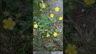 Hoary Cinquefoil Silver Cinquefoil Silvery Cinquefoil SilverLeaf Cinquefoil Potentilla Argentea [upl. by Moffitt]