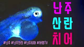 현미경 난주의 산란 그리고 엄청난 치어 폭번 4K Microscope Goldfish Ranchu [upl. by Gally]