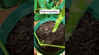 Propagate Umbrella Schefflera plant from cuttings plants propagation schefflera [upl. by Atekin]