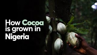 HOW COCOA IS GROWN IN NIGERIA [upl. by Dorwin]