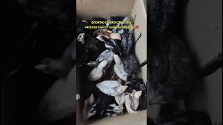 AndraPradesh💥Customers Purchased 2Months60Days CompletedChicks for his New Farm🤩 farming chicks [upl. by Nirehtak]