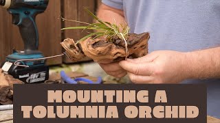 How to mount Tolumnia orchids [upl. by Hembree]