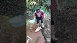 Unbelievable fishing Fish catching abandoned pond fish trap pond monster bass fishing [upl. by Kirt]