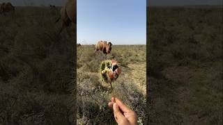 This camel was very hungry so he ate this fruit anyhow [upl. by Attelocin]