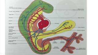 Cuarta semana de desarrollo embrionario 5 [upl. by Selrac]