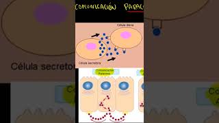 Comunicación paracrina Biología celular [upl. by Pelagia]