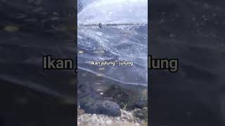 ikan got yang bagus [upl. by Lyred]