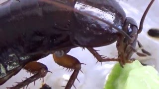 Big Black Cockroach Blatta orientalis Blattoptera in Ankara Turkiye [upl. by Aynodal]