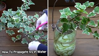 식물 아이비 수경재배로 쉽게 번식시키기 How To Propagate Ivy In Water セイヨウキヅタ アイビーの増やし方と水栽培 [upl. by Lotta]