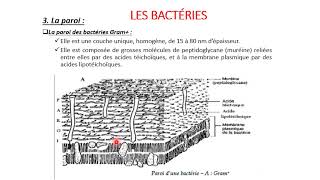 Cytologie  séance 6 part 2 Les bacteries Gram  et Gram [upl. by Trenton925]