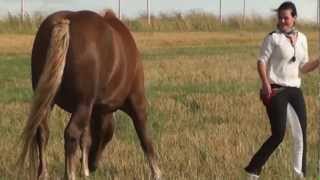 Natural Horsemanship ist mehr als reiten es ist eine Freundschaft zwischen Pferd und Mensch [upl. by Cort52]