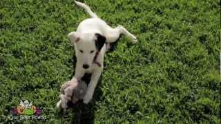 Border Collie  short hair [upl. by Vito]