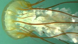 Pacific Sea Nettle Chrysaora fuscescens [upl. by Hallock]