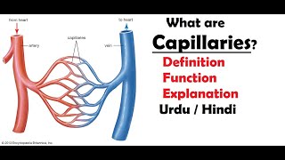 What are capillaries  What is the function of capillaries  Intro to capillaries  Urdu  Hindi [upl. by Camella720]