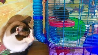 CAT and HAMSTER Pets Meet First Time [upl. by Bebe]