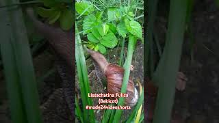 Lissachatina Fulica  Bekicot shortsfeed nature mode24videoshorts [upl. by Shanna]