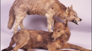 🐺 14 Extinct Wolf Species You Should Know About 🐺 [upl. by Ynove25]