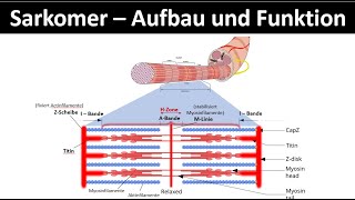 Sarkomer  Aufbau und Funktion  Aktinfilament  Myosinfilament Biologie  Sport Oberstufe 26 [upl. by Kristopher]