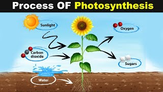 Photolysis of water occurs in NEET Biology shortsvideo [upl. by Rahel627]