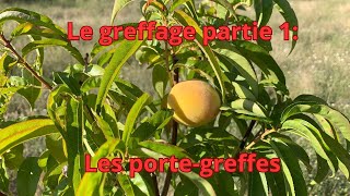 Le greffage partie 1 les porte greffes [upl. by Zere]