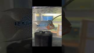 Flowerhorn imported Flowerhorn fish aquarium bettafish imported guppy aquascape [upl. by Aierb]