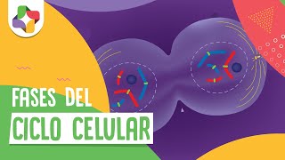 Fases del ciclo Celular  Educatina [upl. by Oidiple]