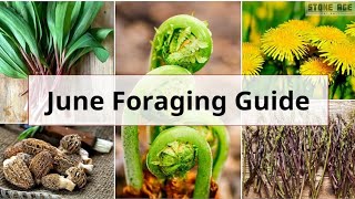 Monthly UK Foraging Guide June [upl. by Joette]