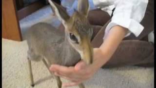 dik dik [upl. by Odine]