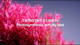 The Twinstar S lines photosynthetic activity test twinstarlight aquascape aquariumlight [upl. by Xino30]