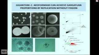 Insights into Microbial Pathogenesis and Immunology from Cryptococcus Neoformans [upl. by Ludlow]