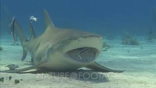 Lemon Shark Being Cleaned By Remora [upl. by Oloap]