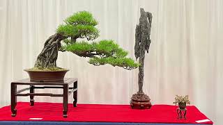 The 8th US National Bonsai Show 2023 🇺🇸 [upl. by Lian]