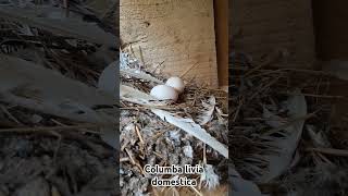 Another baby pigeon hatched today  Columba livia domestica pigeon pigeonlove pigeonfancier [upl. by Bunting]