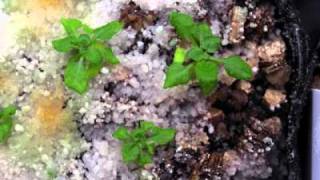 Growing Arabidopsis thaliana Col [upl. by Resee199]