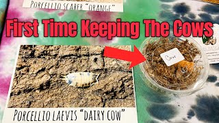 How To Setup Isopod Enclosure DAIRY COW ISOPODS [upl. by Oina]