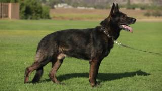 ALL ABOUT THE WORKING GERMAN SHEPHERD DOG [upl. by Laddie]