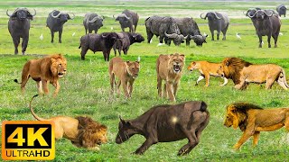 4K African Animals Bwabwata National Park  Relaxing Music With Video About African Wildlife [upl. by Coshow]