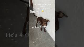 He’s dangerous watch out 🤫 funnydogs animals cute [upl. by Raual]