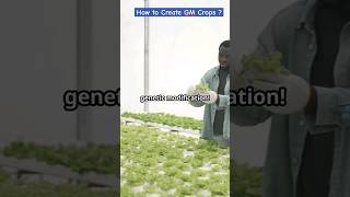 How to Produce GM Crops  Farm Modernization  Sustainable Agriculture viral shorts facts [upl. by Nwahsd720]