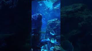 Oceanarium Bxsea XChange Bintaro oceanarium megatank shark shortvideo shorts reels fyp [upl. by Eintruoc]