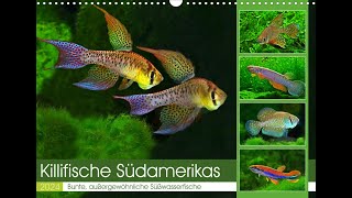 Killifish of South America  Calendar 2024 [upl. by Mesics]