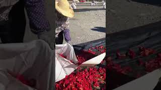 paprika drying process shorts farming agriculture garden [upl. by Attennhoj263]