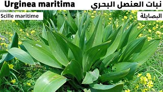 نبات العنصل البحري البصايلة Scille maritime [upl. by Teahan]