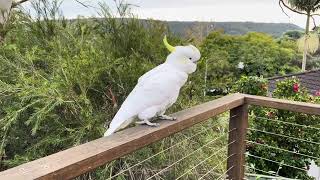 Sulphurcrested Cockatoos in a Eucalyptus Scoparia and on my back deck [upl. by Nonohcle139]