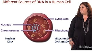 Evolutionary Analysis of DNA from Different Sources  Sarah Tishkoff U Pennsylvania [upl. by Wyck]