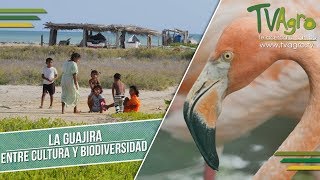 La Guajira Entre Cultura y Biodiversidad  TvAgro por Juan Gonzalo Angel [upl. by Ahsienat530]