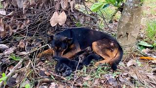 Abandoned mother dog with newborn puppies she was very hungry i adopted it [upl. by Floria]