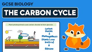 The Carbon Cycle  GCSE Biology [upl. by Becket]