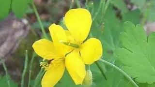 The Health Benefits of Celandine Herb [upl. by Bbor113]